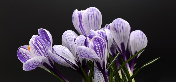 Crocuses with purple stripes on black background