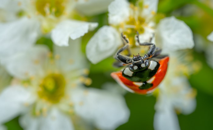 Ladybug on white flowers, macro photography