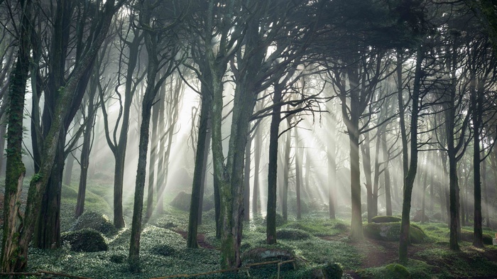 Sunlight beams through a misty forest with mossy trees