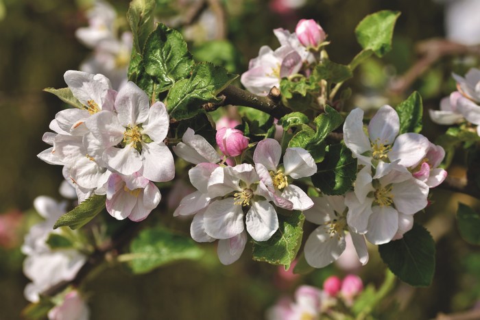Apple tree blossoms in spring