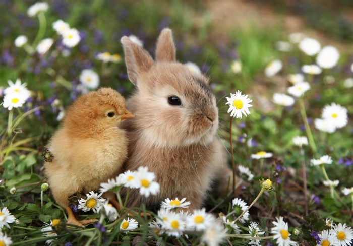 4K Rabbits and Chicks Among Camomiles