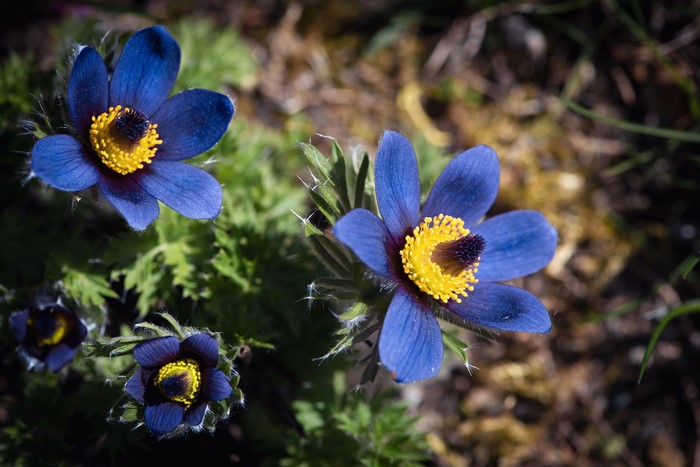Blue Pulsatilla flowers with yellow centers