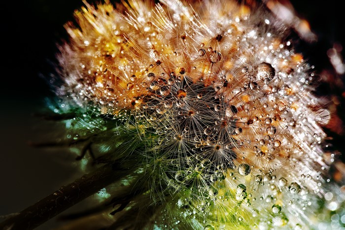 Dandelion seed head with water drops