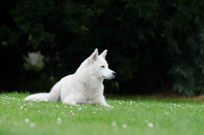 White Swiss Shepherd Dog Lying on Grass