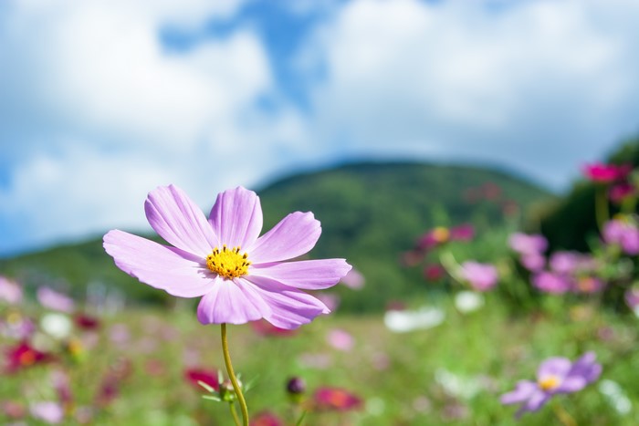 Pink Cosmos Flower Field with Mountain and Sky