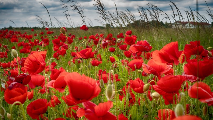 Field of Red Poppies with Grasslands and Cloudy Sky
