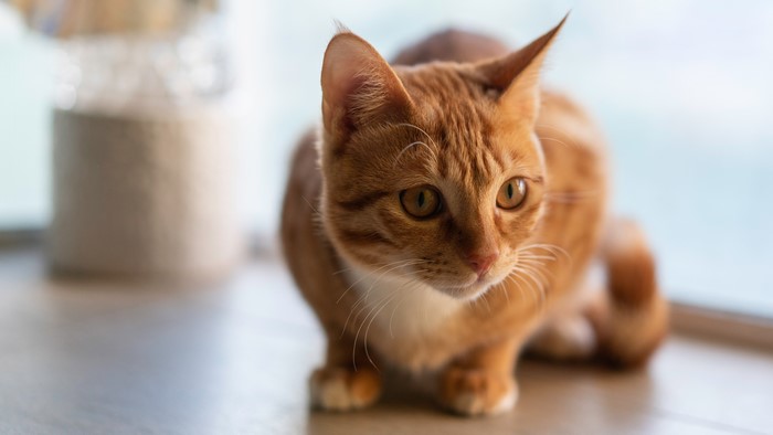 Ginger cat looking to the side