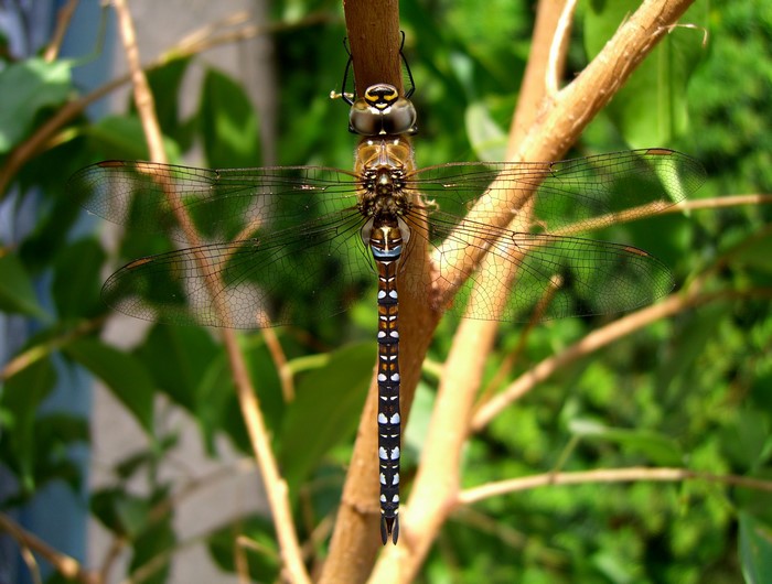 Dragonfly perched on a branch with green foliage