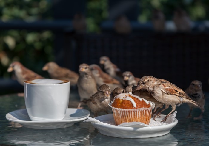 Sparrows gathered around a muffin and coffee cup