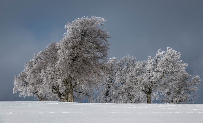 Winter trees covered in frost against a cloudy sky