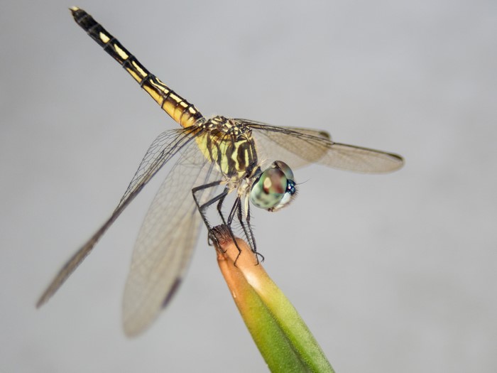 Dragonfly on a plant with gray background