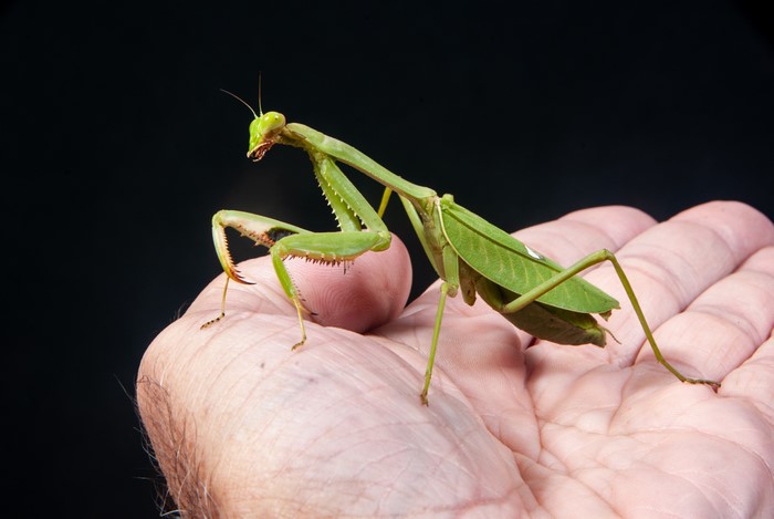 4K Praying Mantis on Hand