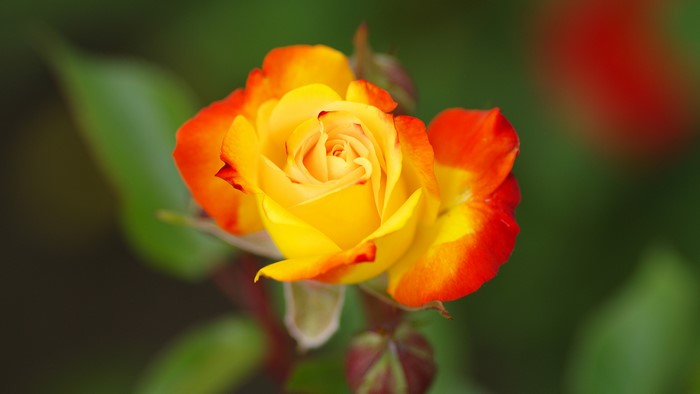 Yellow and orange rose in bloom, bokeh