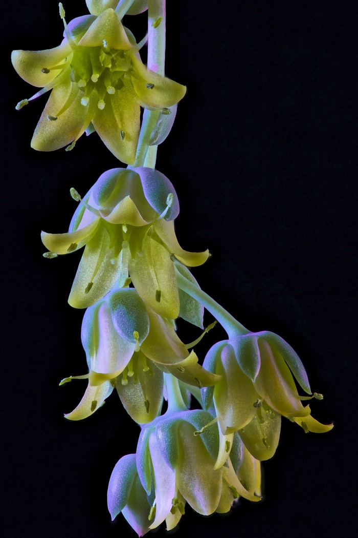 Echeveria flowers on black background