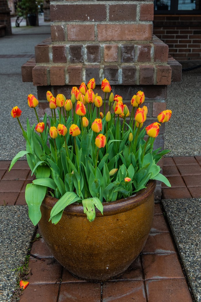 Yellow and red tulips in a brown flowerpot
