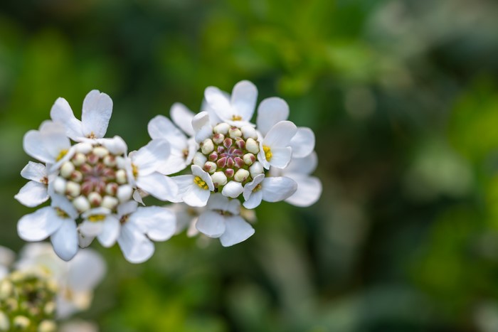 4K Closeup of White Iberis Flowers with Bokeh