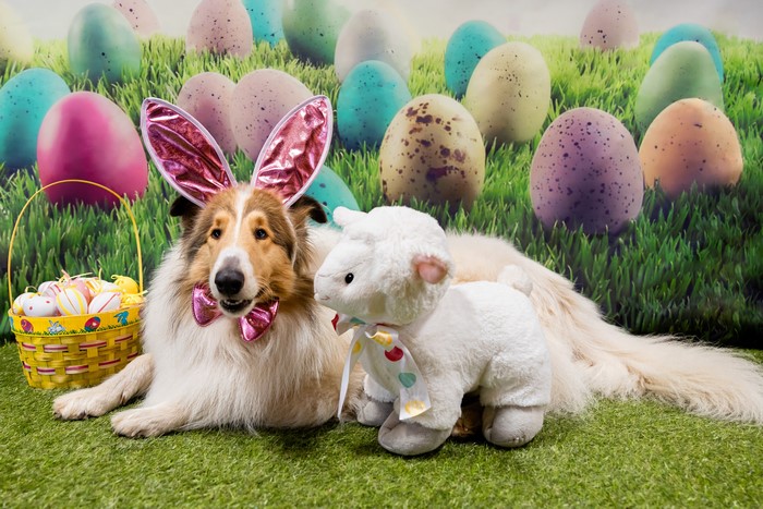 Collie dog with Easter bunny ears and bow tie next to a stuffed sheep