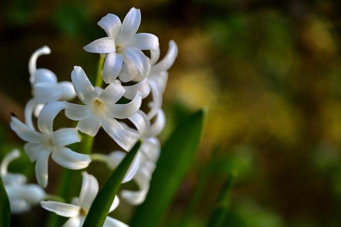 White Hyacinths Closeup with Bokeh