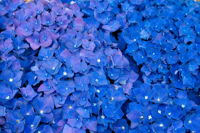 Many Blue Hydrangeas