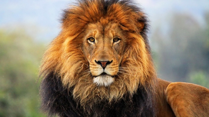 Close-up of a male lion's face