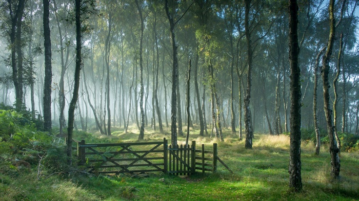 Wooden gate in a misty birch forest
