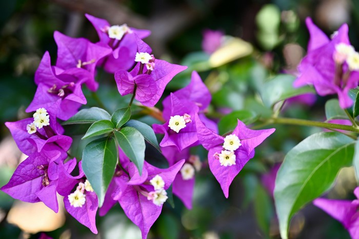 Violet Bougainvillea Flowers and Green Foliage