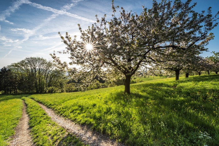 Spring flowering trees on a grassy hill with sun rays