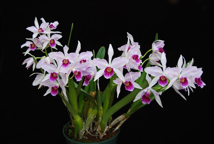 Orchid flowers with purple centers on a black background