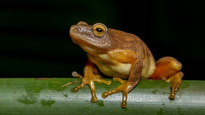 Closeup of a frog on a branch