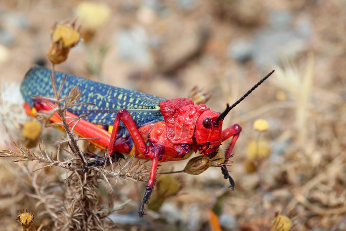 Red and blue grasshopper on dry plant