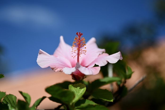 Pink Hibiscus Flower Closeup