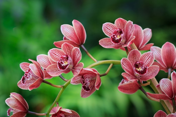 4K Orchid Bokeh