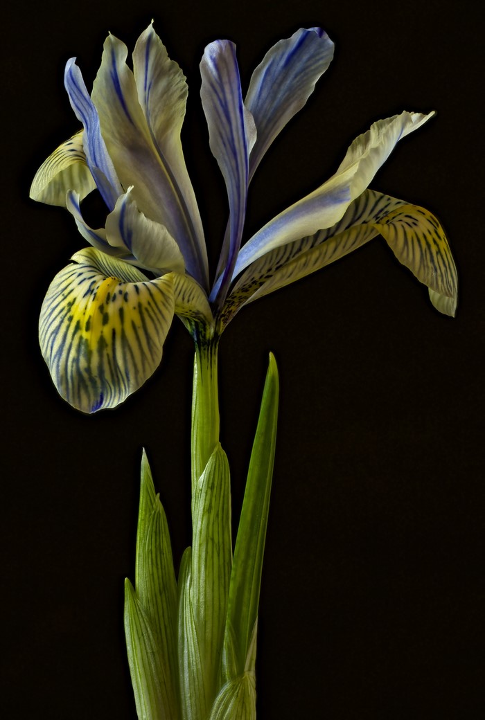 Close-up of a yellow and blue iris flower