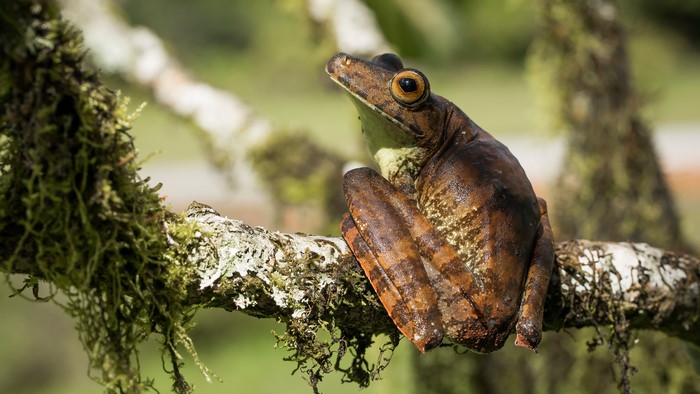 4K Frog on Mossy Branch