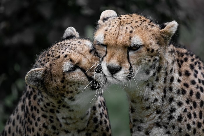Two Cheetahs Close Up