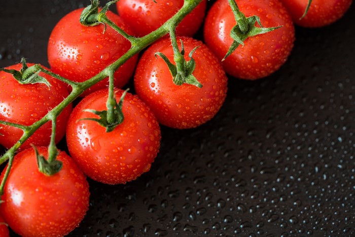 Tomatoes on a vine with water drops
