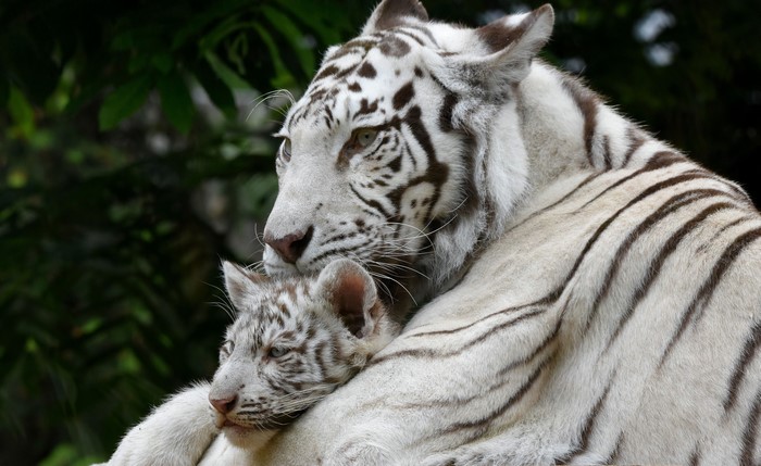 Mother and cub white tigers embracing