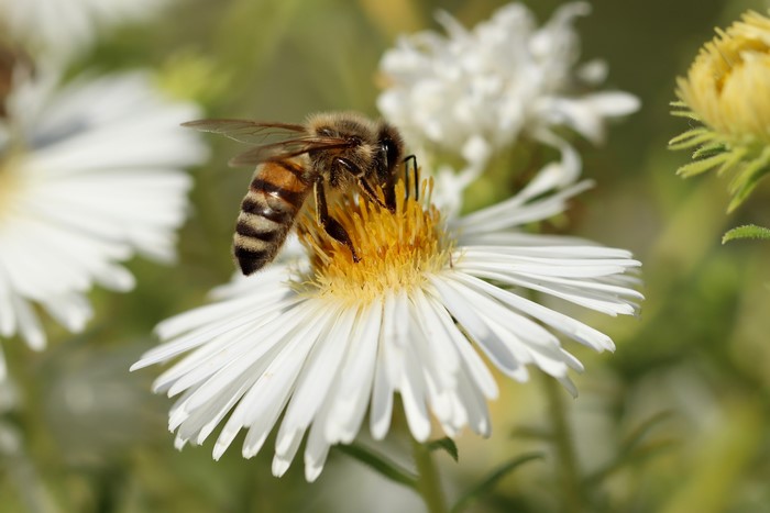 Bee on a white flower