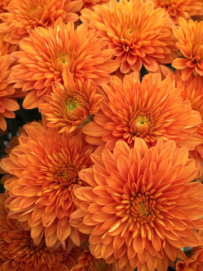 Close-up of orange chrysanthemums
