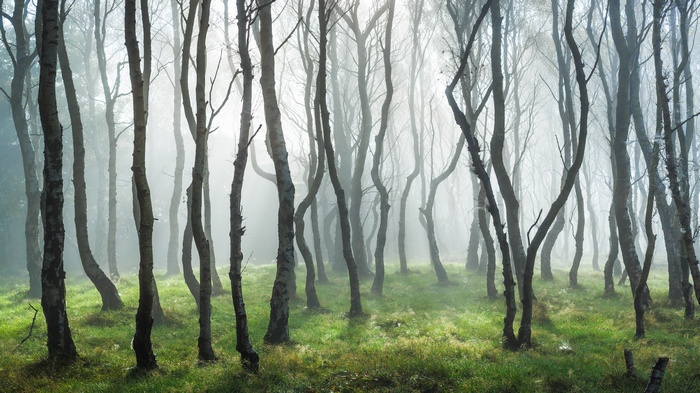 Misty forest with bare trees and green grass