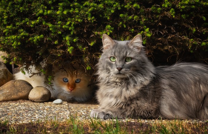 Two cats under a bush