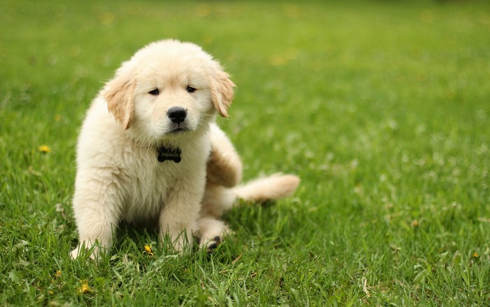 Golden Retriever puppy sitting on grass
