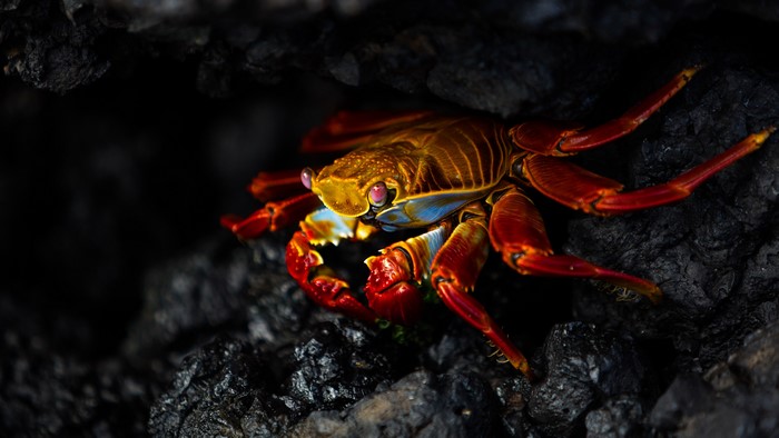 Sally Lightfoot Crab on Dark Rocks