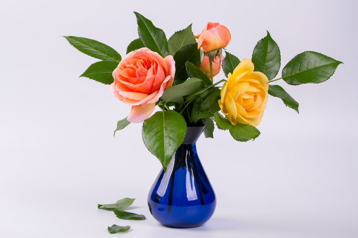 Roses in a blue vase