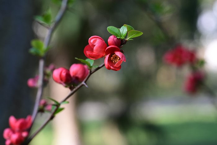 Red quince tree flowers on a branch