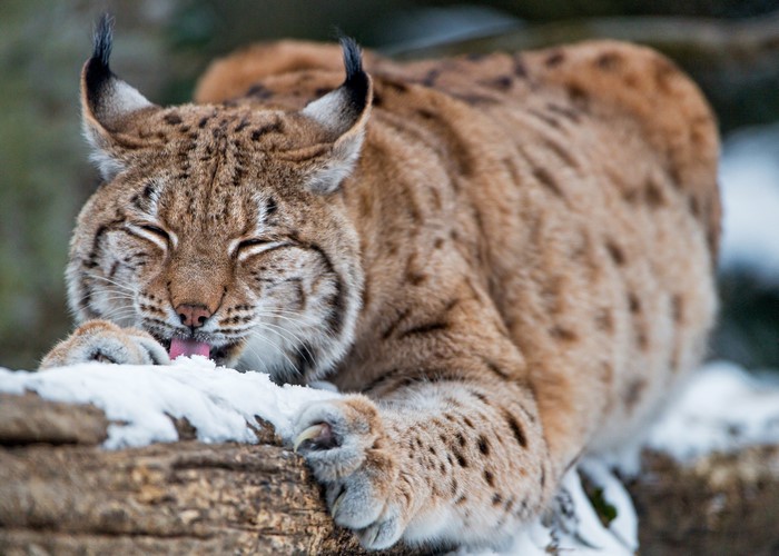 Lynx licking snow from its paws