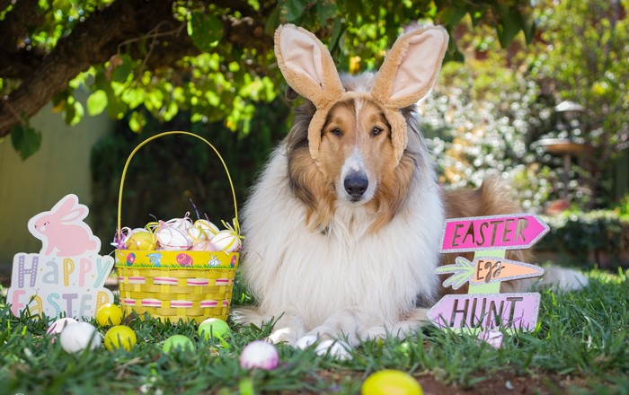 Collie dog wearing rabbit ears with Easter decorations