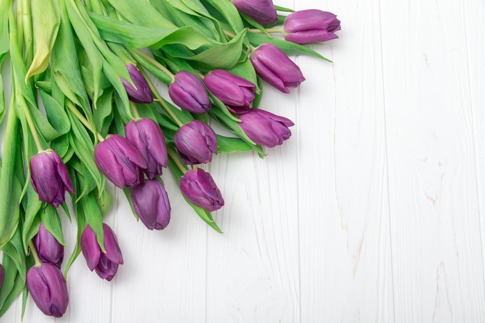 Violet Tulips on White Wooden Background