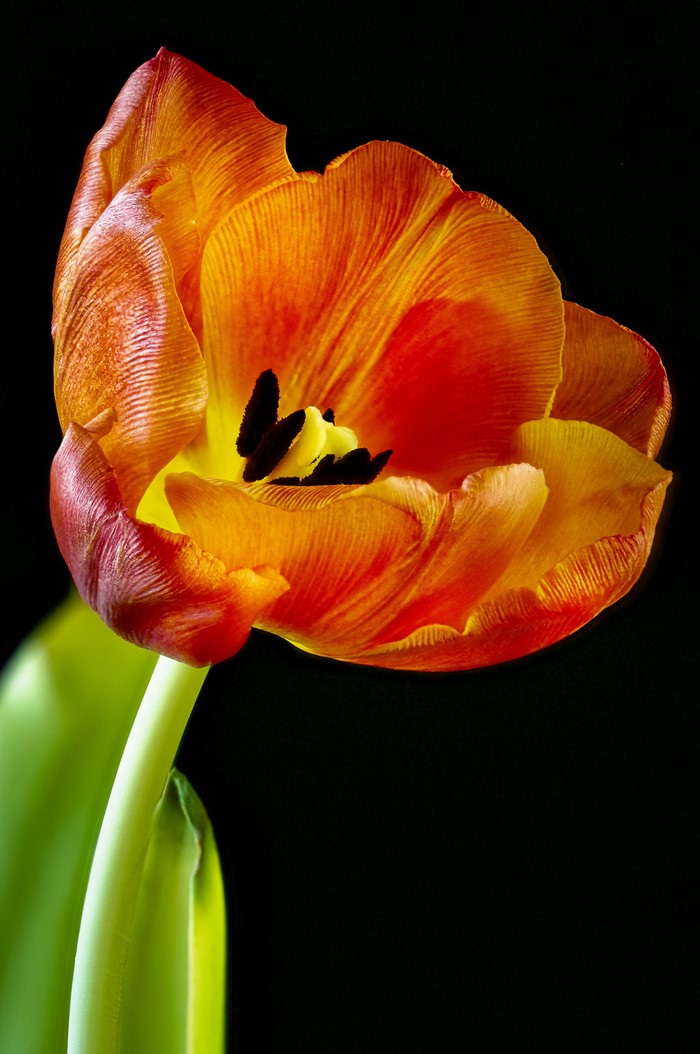 Orange Tulip with Black Background