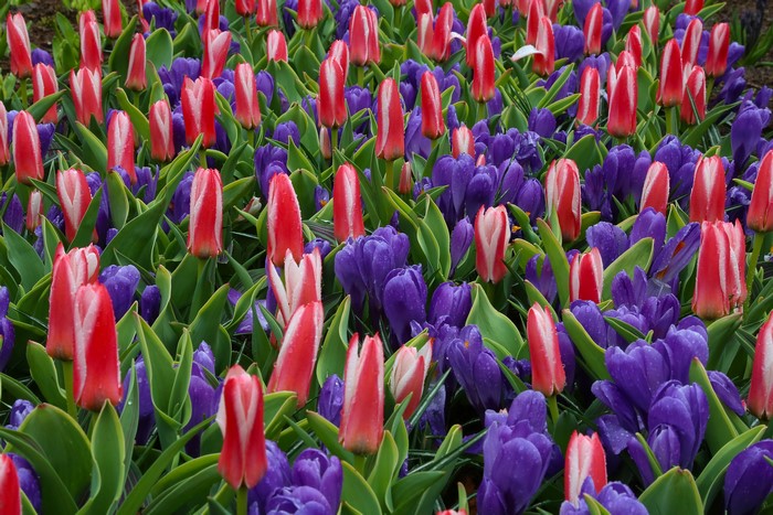 Red and white tulips with purple crocuses